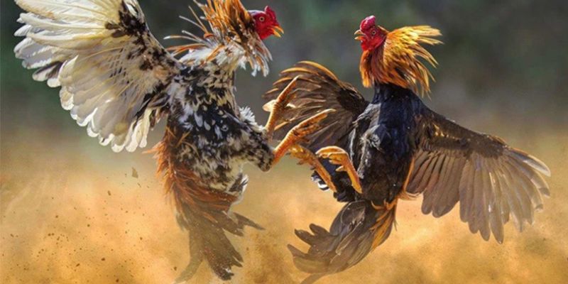 Những hình thức đá gà V6bet nổi bật